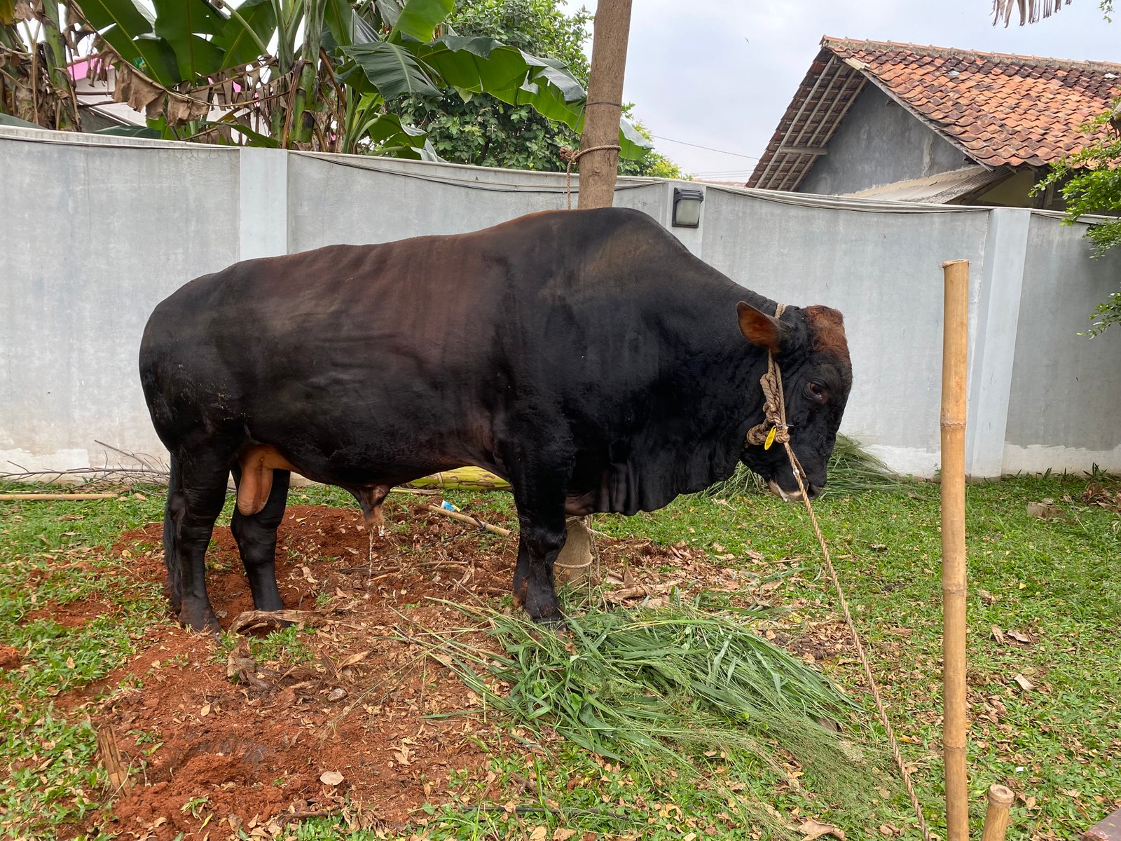 Sapi 1